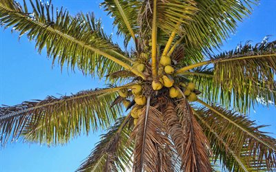 4k, coconuts on a palm tree, bottom view, tropical islands, palm tree, summer, coconuts, palm leaves