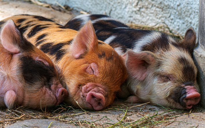 petits cochons endormis, animaux drôles, porcelet, animaux mignons, ferme, les cochons, animaux endormis, petits cochons