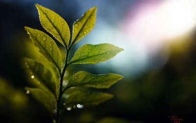 leaves, drops, plant, branch, glare