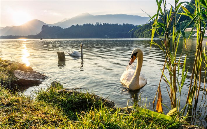swans, lake, reeds, summer, sunset, birds