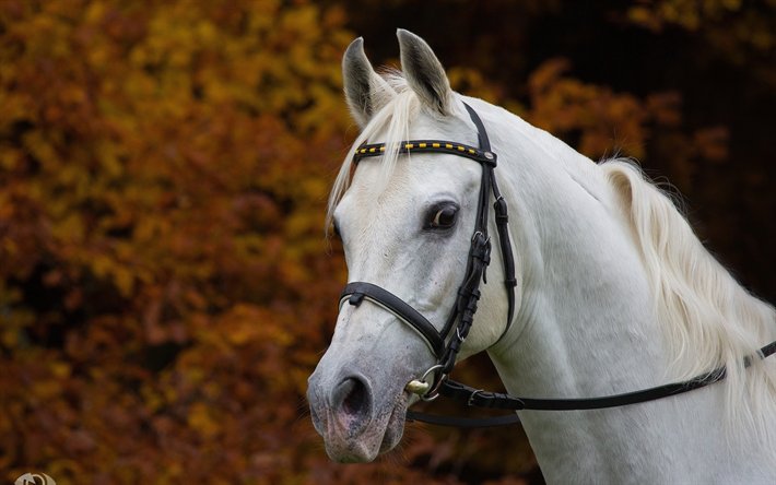 bianco, cavallo, cavalli, autunno, sfocatura