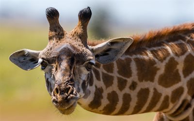 girafe, faune, bokeh, près, afrique, savane, mammifères, girafes
