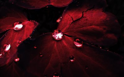 red leaf, drop, autumn, close-up, dew