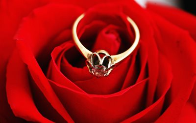 golden ring, red rose, close-up, love concept, ring on rose, romantic