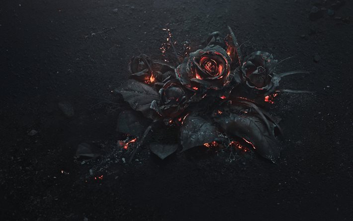 4k, rosas ardentes, cinzas, trevas, carvões, rosas negras, flores ardentes