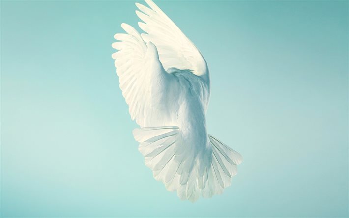 White dove, 4k, wildlife, bird of peace, blue sky, white birds, dove, Columbidae, flying dove, doves