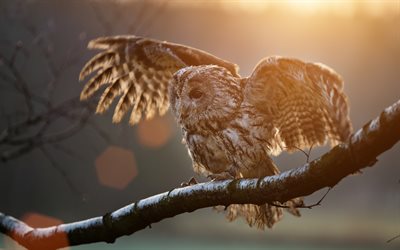 Owl on branch, 4k, winter, wildlife, pictures with owls, Strigiformes, Owl, sun rays, Owls
