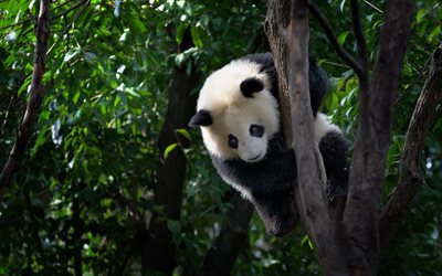 little panda on a tree, pandas, wildlife, wild animals, cute cubs, panda on a branch, forest, cute little panda