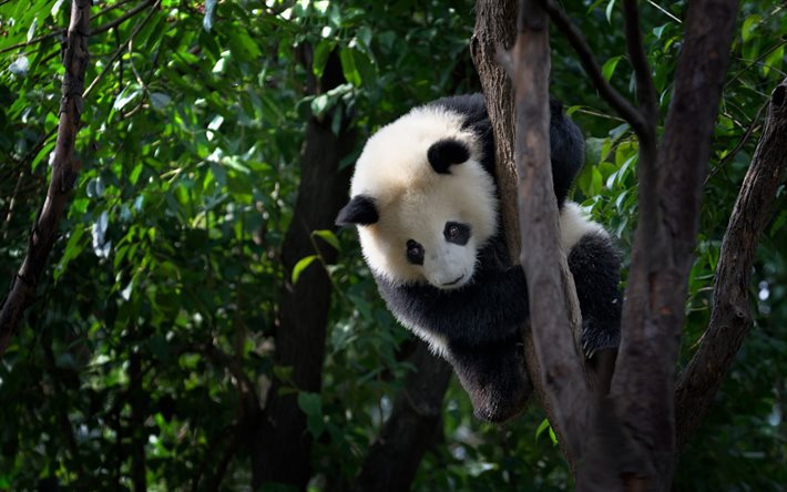 木の上の小さなパンダ, パンダ, 野生動物, かわいいカブス, 枝にとまるパンダ, 森林, かわいいパンダ