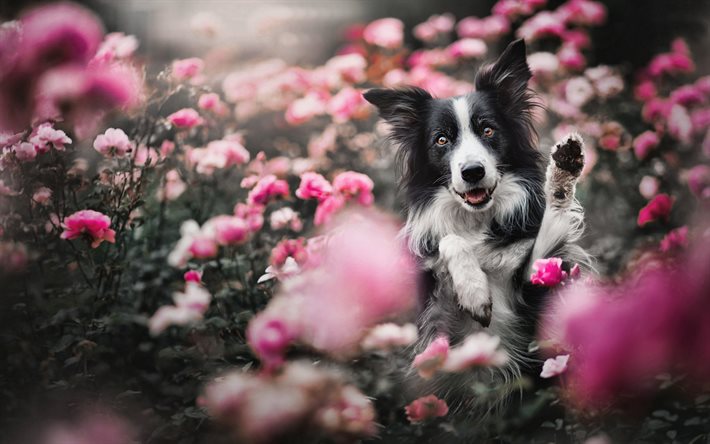 border collie em flor, bokeh, animais fofos, cachorro preto em flor, animais de estimação, primavera, preto border collie, cachorros, border collie dog