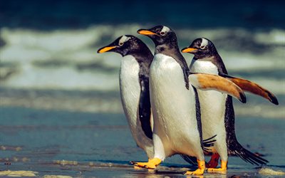 pinguim gentoo, costa, pinguins, 4k, animais selvagens, pinguins na costa, pygoscelis papua, ilhas malvinas, pássaros