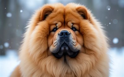 4k, Chow Chow, winter, bokeh, forest, dogs, muzzle, cute animals, pets, dog in forest, Chow Chow Dog