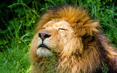 lion, predator, 왕의 짐승, 잔디