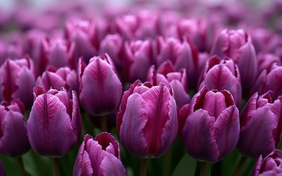 4k, purple tulip buds, spring flowers, tulips, wildflowers, purple tulips, tulip field, spring