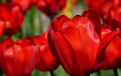 red tulips, buds, macro, blur, tulips
