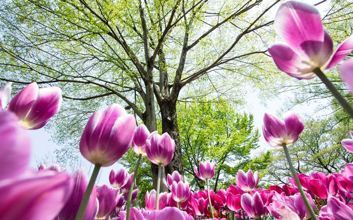 los tulipanes, muelle, césped, árboles