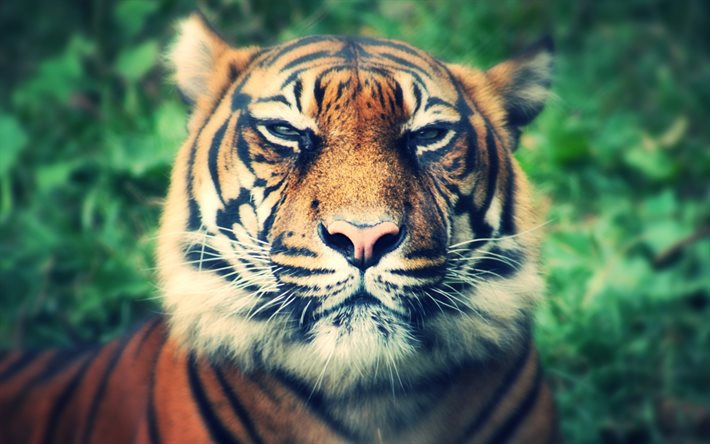 tiger, muso, predatore, blur, tigri