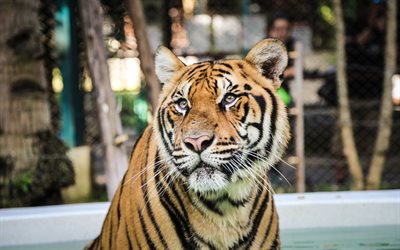 tiger, predatore, sguardo di tigre, zoo