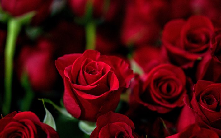 rote rosen, 4k, makro, bokeh, rote blumen, rosen, valentinstag, schöne blumen, bild mit roter rose, hintergründe mit rosen, rote knospen