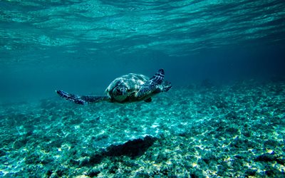 La tortuga, el mundo submarino, el mar, los arrecifes de coral