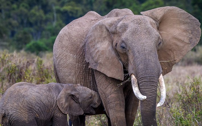हाथी, परिवार, अफ्रीका, वन्य जीवन