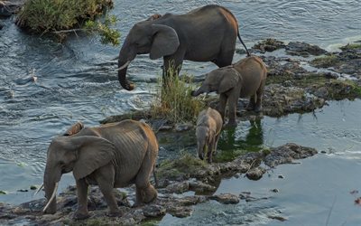 En afrique, les éléphants, la rivière, la faune