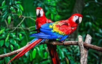 4k, Scarlet macaw, red yellow blue parrot, macaw, pair of red macaws, South America, parrots, beautiful birds