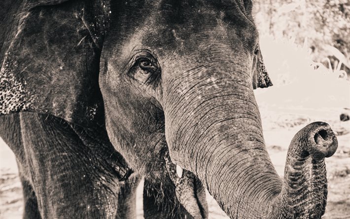 elefante, close-up, África, fotografía en blanco y negro