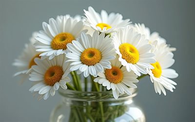bouquet of daisies in a jar, 4k, wild flowers, macro, bouquet of daisies, background with daisies, beautiful white flowers, daisies