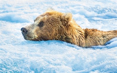 winter, bear, snow, grizzly