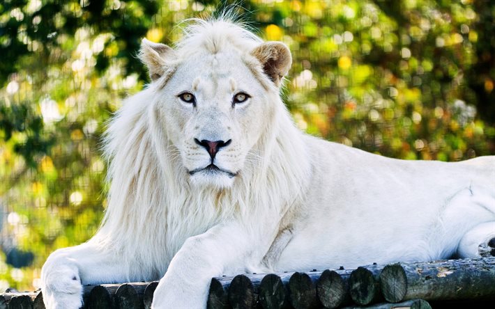 weiße löwen, raubtiere, zoo, könig der tiere