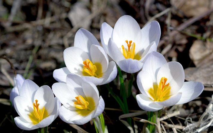 valkoisia krookuksia, kevät kukkia, lähikuva, kauniita kukkia, krookus, kevät, valkoisia kukkia, krookukset