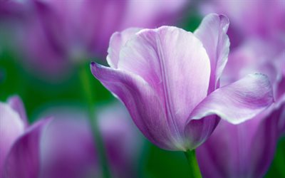 violett tulpan, bokeh, vårblommor, makro, violetta blommor, tulpaner, vackra blommor, bakgrunder med tulpaner, violetta knoppar