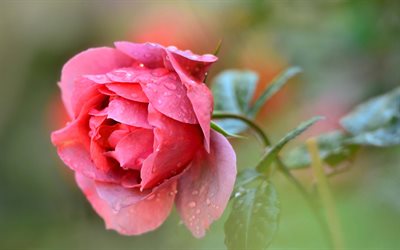 pink rose, bud, blur