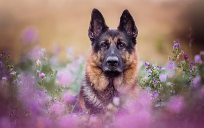 ドイツの羊飼い, ボケ, ラベンダー, ペット, かわいい動物, 犬, ドイツの羊飼いの犬