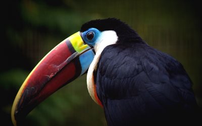 birds, Toucan, blur, big beak