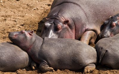 les hippopotames, en Afrique, peu d'hippone, des animaux mignons