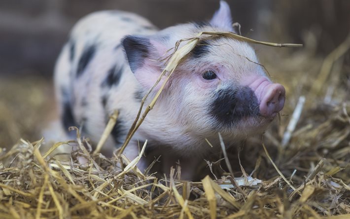 küçük domuzcuk, sevimli hayvanlar, çiftlik, domuz, domuz benekli