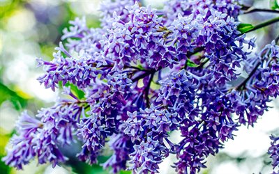 ライラック, 春の花, 紫色の花, ライラックの枝, ライラックの背景