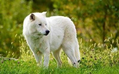 lobo ártico, predadores, grama, lobo branco