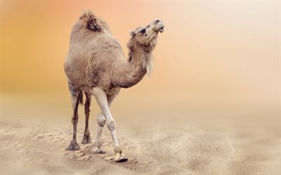 chameau, l'Afrique, le sable, le désert