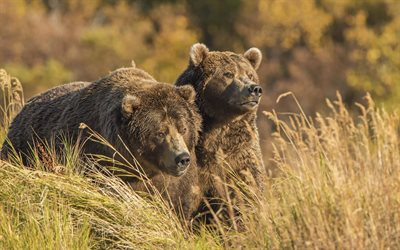 grizzly, fält, björnar, oskärpa