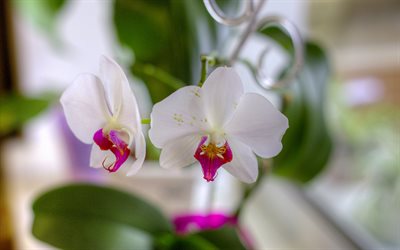 Orkideler, tropik çiçekler, beyaz orkide