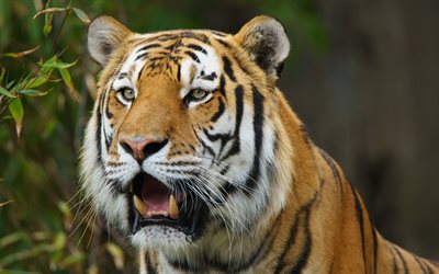 tigre, predators, Siberian Tiger, wildlife, tiger