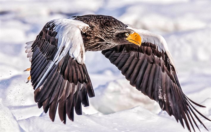 águila real, 4k, ave de rapiña, vida silvestre, águila, aquila chrysaetos, águila en vuelo