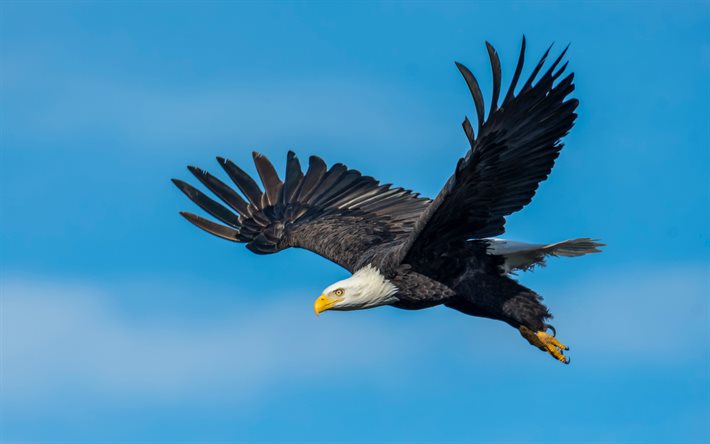 voando bald eagle, 4k, céu azul, eua símbolo, vida selvagem, aves da américa do norte, aves predadoras, águia bald, haliaeetus leucocephalus, bald eagle 4k, águia