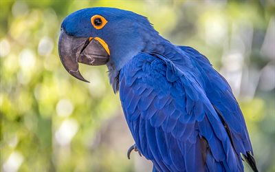 Anodorhynchus, hyacinth macaw, large blue macaw, South America, blue macaw, parrots, blue large parrot