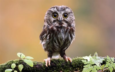 Athene, owls, 4k, forest birds, Athene noctua, Little owl, wildlife, beautiful birds, owl