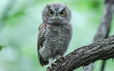 Owl, 4k, wildlife, bokeh, Strigiformes, Owls, Owl on a branch