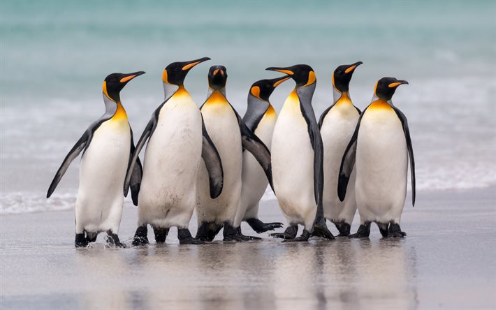 pingviner, kust, strand, flock pingviner, flyglösa fåglar, vilda djur, hav, vattenlevande flyglösa fåglar
